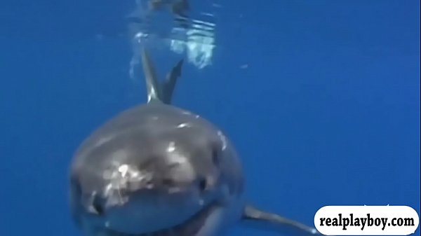 sexy babes swam in shark cage and snowboarding topless